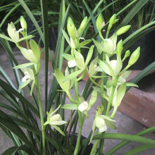 18�� ��߅�m �����  ���m�ļ��m�҃�