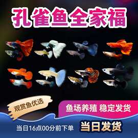 观赏鱼孔雀鱼大耳巴西红全红象牙白天空蓝凤尾鱼热带鱼小型鱼包活