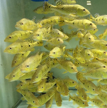 觀賞淡水魚 觀賞淡水魚批發 促銷價格 產地貨源 阿里巴巴