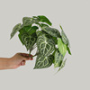 3D feel green plant 12 heads of love leaves simulation plant green plant wall hanging Jingmeichen restaurant plant wall decoration