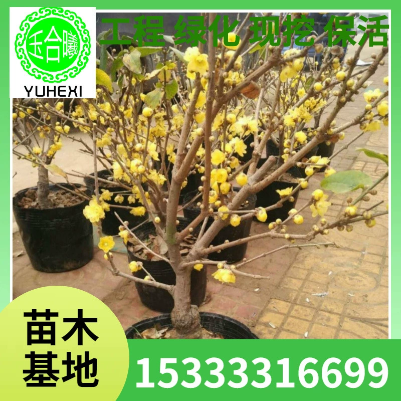 Зимние саженцы сливы, зимние саженцы сливы, зимние горшечные растения сливы, простые зимние горшечные саженцы сливы, зимние цветущие растения