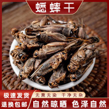 蟋蟀干原材料药用蛐蛐干五谷虫高含量秋虫干将军虫夜鸣虫