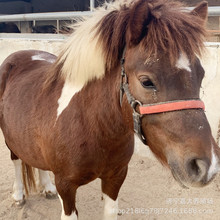 �����R�r�� �O���m���R�����X ��ͯ�T��С���R���w ���հ��R