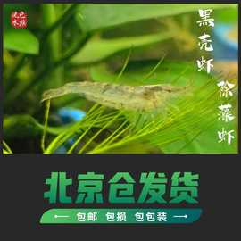 黑壳虾活体 草虾活体 观赏虾 工具虾活体 清洁虾活体 饲料虾活体