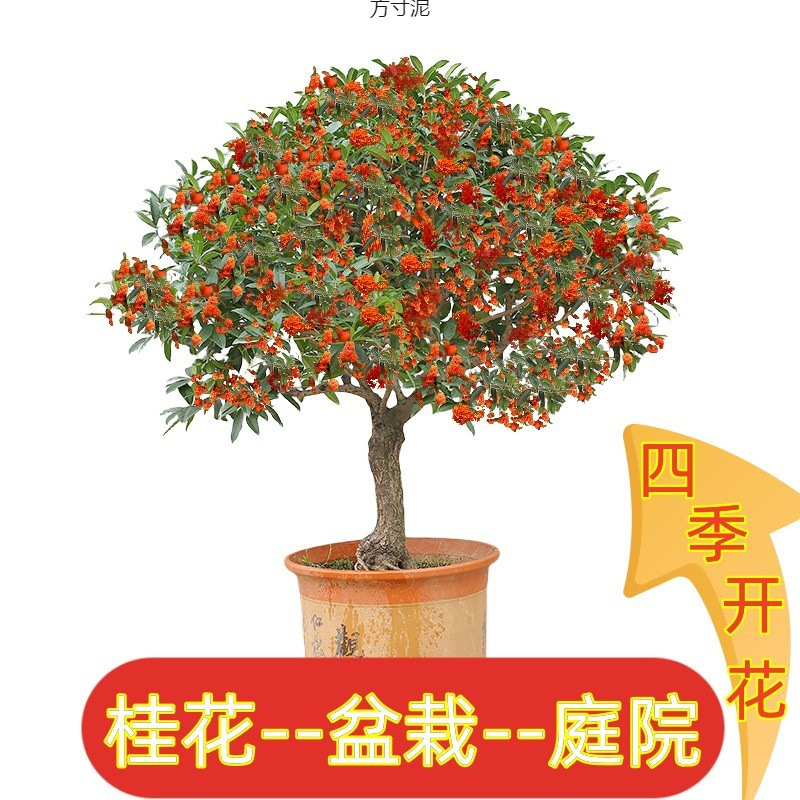 桂花树苗桂花苗盆栽状元红四季桂金桂特级桂花老桩四季开花浓香型
