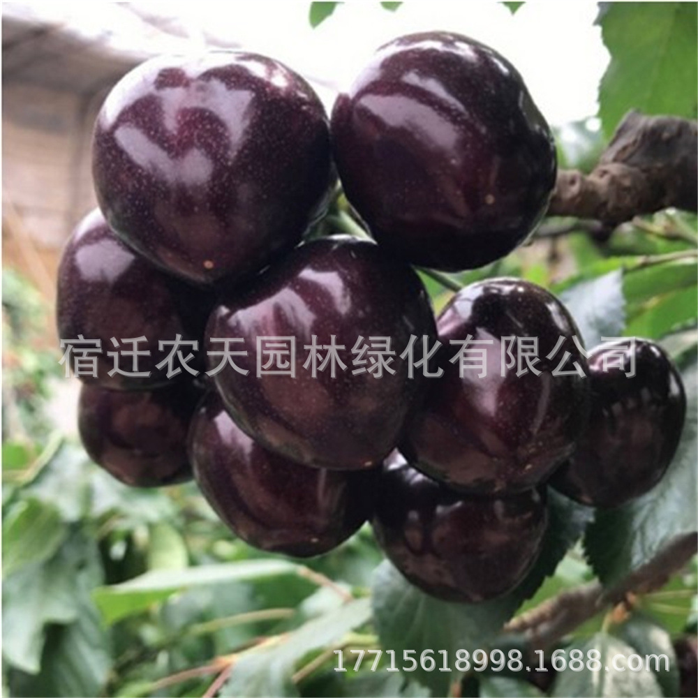 俄罗斯8号红灯嫁接樱桃车厘子树苗盆栽地栽南北方种植当年结果大