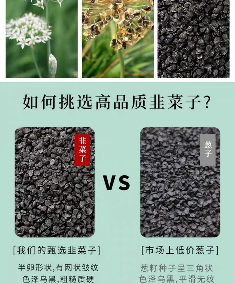 Jiu Cai Zi Chinese Chive Seeds Roasted Herbal Tea Ingredient 500g specifications
