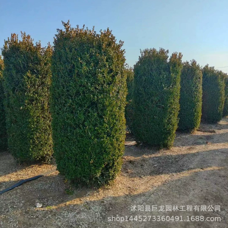 Колонна из красного цветочного самшита, колонна из крупнолистового самшита, колонна из золотой гардении, колонна из без шипов собачьей кости, колонна из красного листового камня