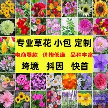 批发太阳花种子野花组合种子碗莲桔梗糖果菊除虫菊蜀葵易爆盆种子