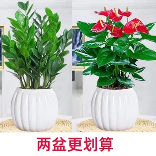 Hydroponic Anthurium Potted Plant with Flowers, Good Luck and Smooth Sailing, Easy to Live, Blooming Flowers and Green Plants in All Seasons, Easy to Grow Indoors
