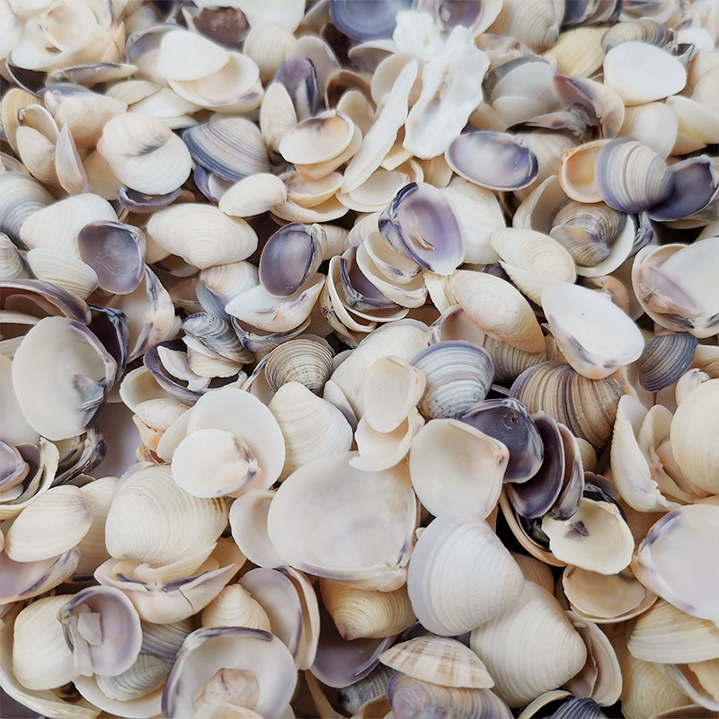 Натуральная ракушка моллюска, раковина Conch, вентилятор, кокосовая птица хвост раковины, оконныйswating паста пассажир стена ID ручная работа