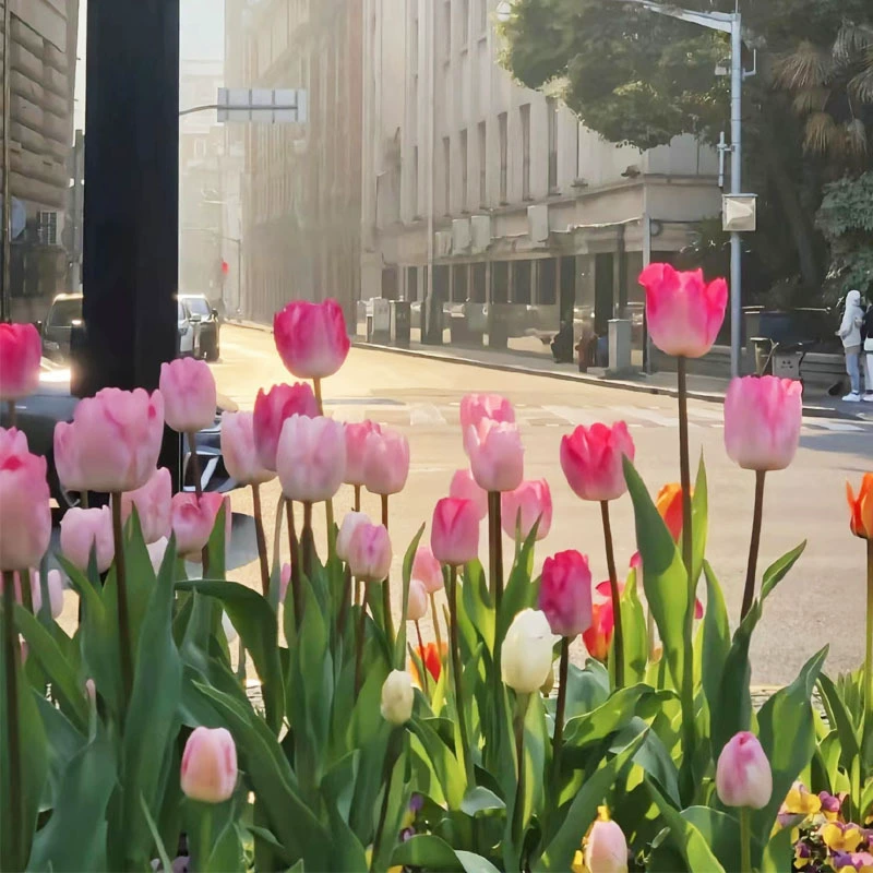 Цветочные луковицы тюльпанов для внутреннего и наружного использования, горшечные растения для балкона, легко выращиваемые цветочные рассады, гидропонные растения, семена цветов, цветущие большие луковицы