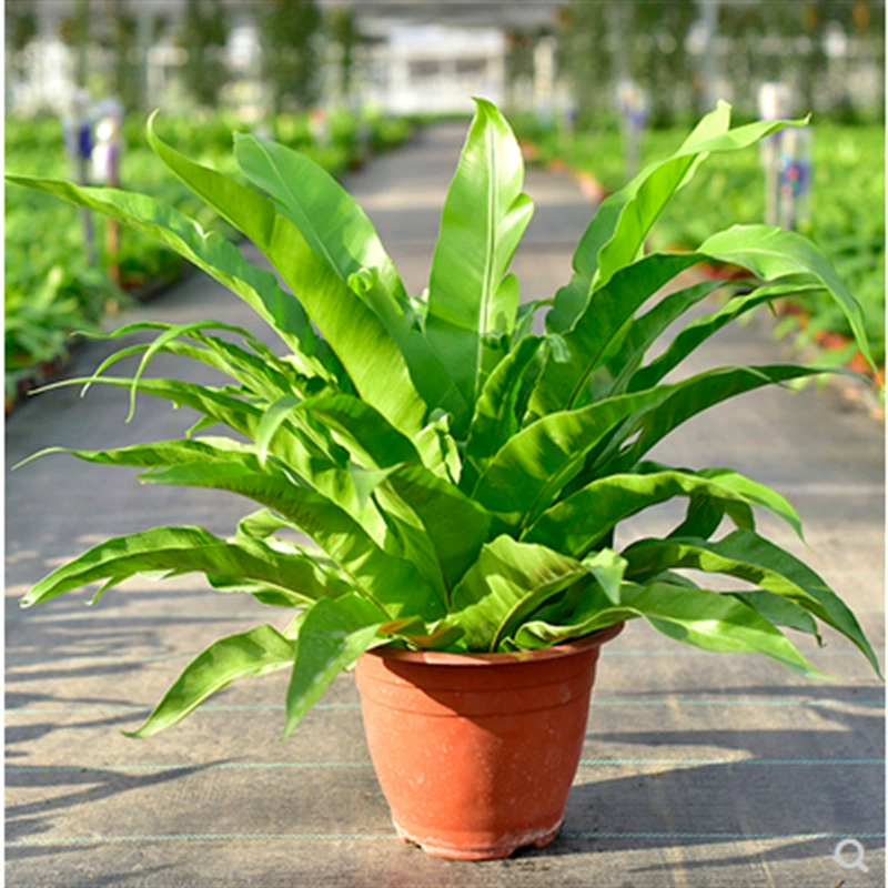 Горшечные небольшие растения Adiantum Fugui Папоротник Бостон Папоротниковое гнездо Папоротник Листва Цветы Зеленые растения Комнатные растения