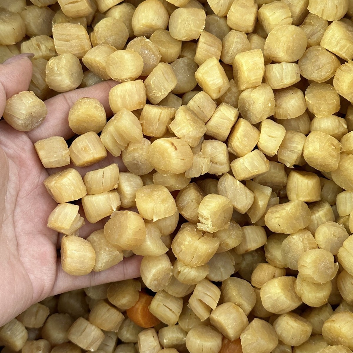 足干新晒大连元贝瑶柱干货淡干扇贝肉干贝海鲜水产煮粥煲汤食材