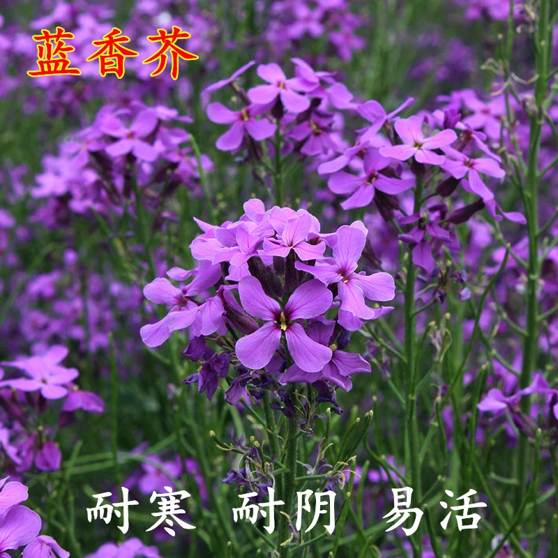 Семена синей горчицы легко жить в любое время года, а Многолетние цветы высаживаются на открытом дворе "Синие цветы рапса и...