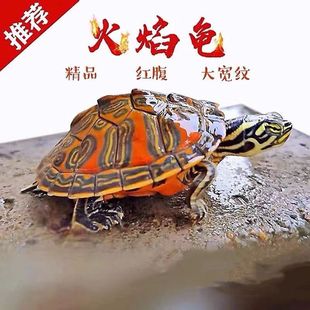 红腹招财观赏龟【2026端午特供】人工繁殖幼龟 包活包邮 | 价格¥80起