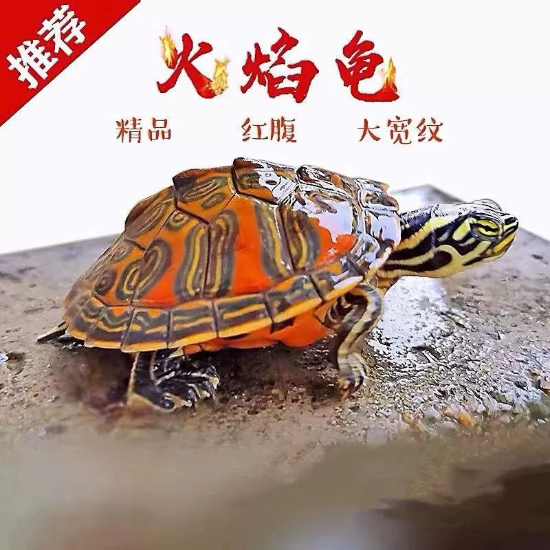 【火焰龟】红腹宽纹龟苗深水观赏龟宠物活物小乌龟招财龟摆摊批发