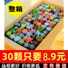 多肉植物组合盆栽稀有套装整箱新款肉肉植物一微景观贵货新手品种