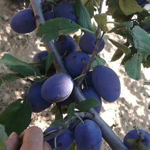 ������Ʒ�N��÷Ů�����������l�޽������� ���������ձ��Ｇ����