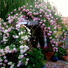 �ش��ٱ��¼����������Nޱ�ļ��_����ɳ��ʯͥԺõ�廨������ֲ��