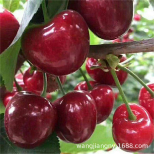 ����܇������ ����Y�� ��������Ҙ������l������  �ϱ���������