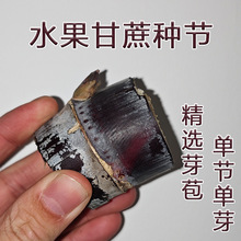 甘蔗苗种广西黑皮黄金黄皮南北方种植脆皮种节籽子甘蔗种苗青皮苗