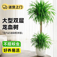 �W�t��횘�͏d�Gֲ���Ͷ��^��Ѫ�����F���҃ȿ͏d����ֲ���辰��