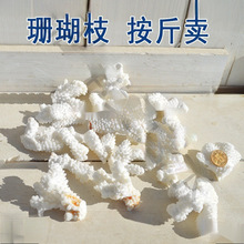 天然珊瑚石海螺贝壳真珊瑚碎枝鱼缸底部装饰铺底地台装饰垒德株