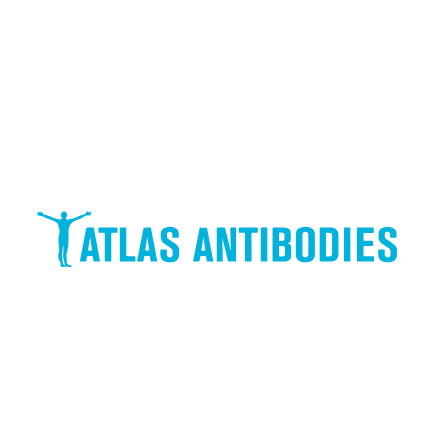 Atlas Antibodies HPA041054-S Anti-WDCP 25ul