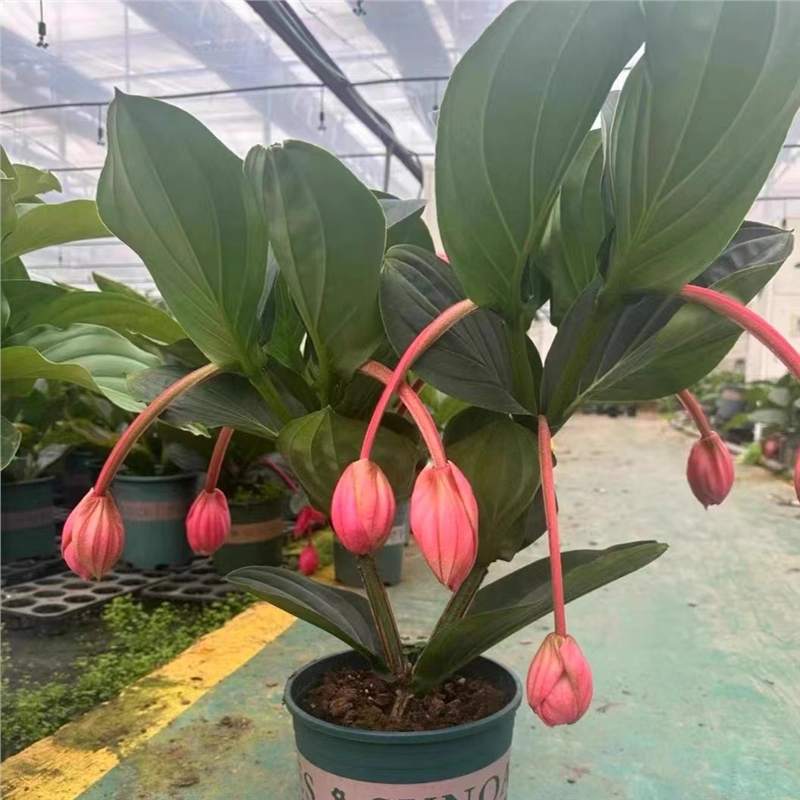 【跨境电商供货】宝莲灯花种子四季开花室内耐寒耐旱耐热阳台盆栽