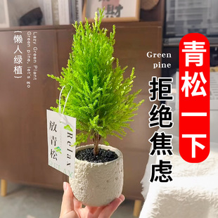 Put the green pine plant station put the plant office desktop good raise small fragrant pine balcony living room potted flowers