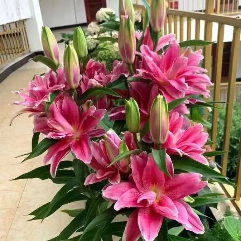 香水ユリの花球輸入八重頭花耐寒四季鉢植え屋内外花緑植物鉢植え|undefined