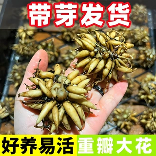 进口花毛茛种球重瓣洋牡丹花苗室内室外四季开花易活花卉盆栽种根