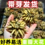 室外四季开花盆栽牡丹花苗