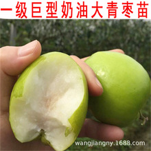 基地批发 潘枣小树苗 果园家庭盆栽地栽苗南北方种植大果蟠枣树苗