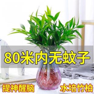 Hydroponic Mosquito Repellent Bamboo and Cypress Mosquito Repellent Plant Potted Green Plant Indoor Flower Living Room Mosquito Repellent Plant Hydroponic Flower Hydroponic