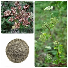 ǰ���N����ș�İ׻�ǰ���N�Ѳ���N���u�_ǰ�ļ����Nɽ�����·N��