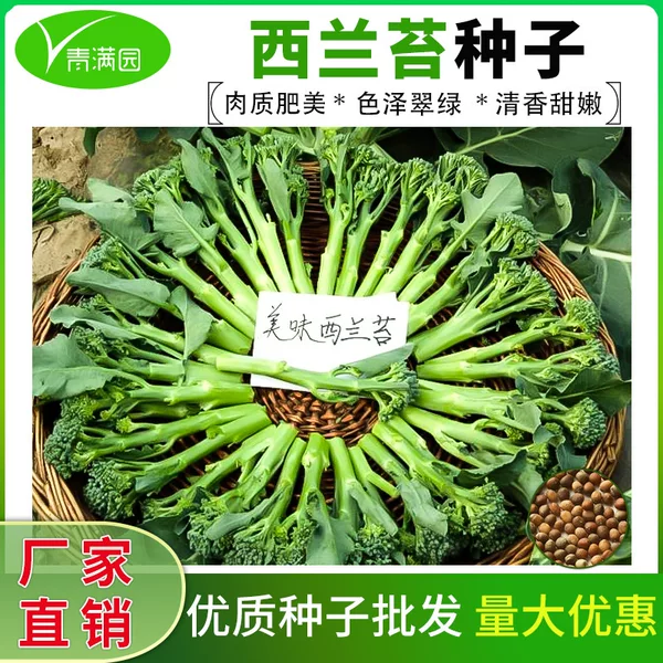 Broccoli No. 1 Seeds, Broccoli, Kale, Kale, Broccoli, Broccoli, Broccoli, Broccoli, Vegetable Seeds