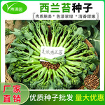 西兰苔一号种子种籽西兰花芥蓝芥兰菜心西蓝苔西蓝花苗蔬菜种孑苗