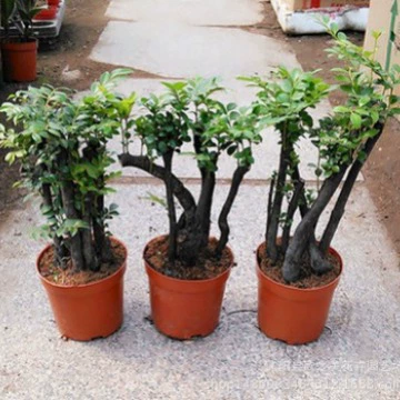 Лобулярный красный сандаловый бонсай саженец красный сандаловый пень крытый балкон горшечный цветок зеленое растение Морозостойкое вечнозеленое растение