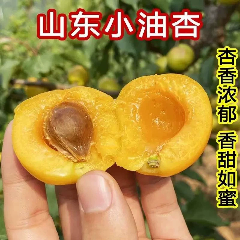 Свежесобранные маленькие белые абрикосы из Шаньдуна, абрикосы с жемчужным маслом, сезонные фрукты для беременных, сладкие абрикосы, не Синьцзян, целая коробка, первый урожай 2.5kg года.