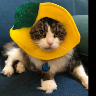 Cartoon lemon pet Elizabeth ring cat Elizabeth ring felt soft pet hat ring
