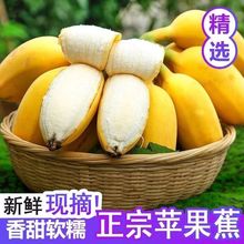 【苹果蕉】广西苹果蕉粉蕉应季水果香蕉超甜薄皮现摘新鲜香甜粉糥