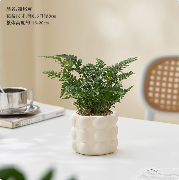 Salón de estar, escritorio de estudio, plantas verdes, resistencia al frío, resistencia a la sombra, fácil mantenimiento de hoja perenne.