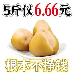 BJ【6.66发5斤】芥菜疙瘩芥菜头东北特产小咸菜下饭菜包邮！