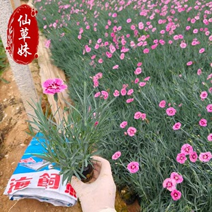 �ʺ�ʯ��Ѩ�P��������l �ͺ��ݻ��ʺ�ʯ�� ����ʯ�񻨉��ļ��_��