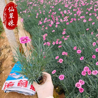 彩虹石竹穴盘苗基地批发 耐寒草花彩虹石竹 初吻石竹花坛四季开花