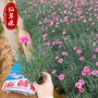 开花耐寒四季基地草花