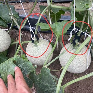 �W�y�ϵ����h���ܹ�����ϼy���ϒ��h���Ϲ����h��