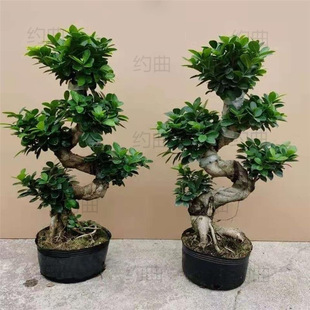 Large Banyan Tree Bonsai, Eight-Shaped Banyan, Ginseng Banyan Potted Plant for Indoor Living Room, Evergreen Plant for All Seasons, Easy to Grow and Maintain